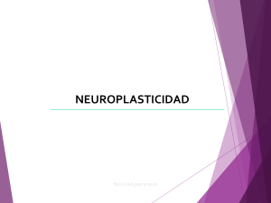 Neuroplasticidad: Adaptación y Cambio Cerebral